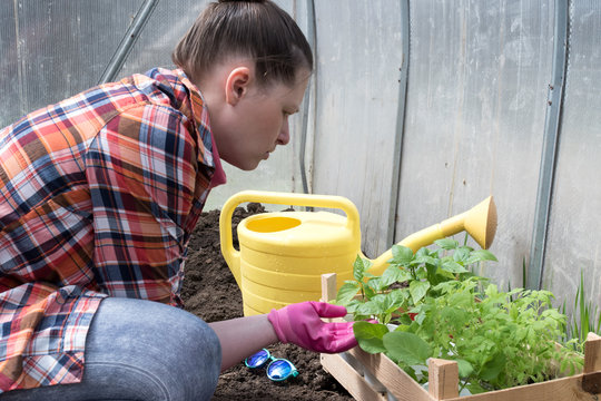 Charming Young peasant woman is posing in greenhouse with vegetable seedlings. Box with fresh salads of green pepper, tomatoes, eggplant. Sunglasses, pink rubber gloves, yellow garden watering can