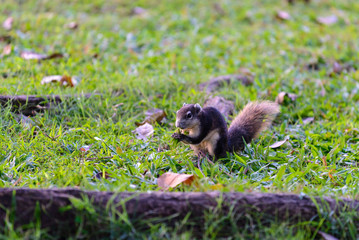 Cute squirrel is looking for food on lawn.