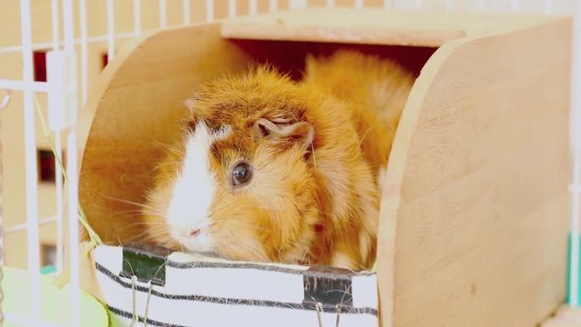 Abyssinian guinea pig