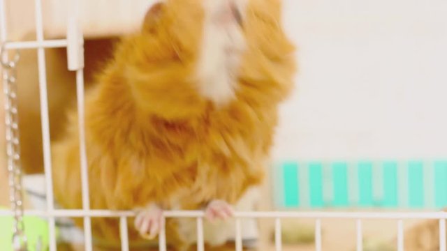 Abyssinian guinea pig