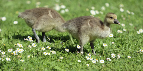 Zwei Gänseküken © Klaus Eppele