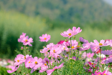 Beautiful cosmos flowers in garden.