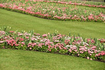 fragment trawnika z różowymi tulipanami