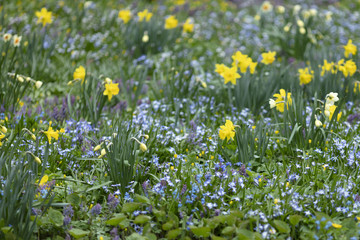 Fototapeta premium White, blue, yellow, purple flowers on a blurred background. Abstract floral background.