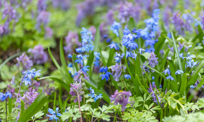 Background of blue-lilac flowers.