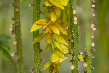 Background of stems, needles, leaves and cactus flowers.
