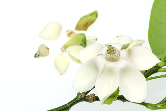 White magnolia flower will dry out on isolated background.