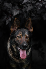 Portrait of a German Shepherd Dog