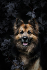 Portrait of a German Shepherd Dog