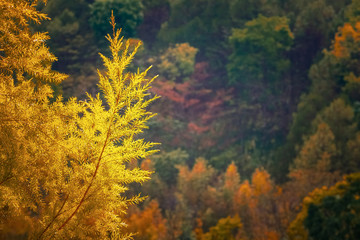 Yellow Plant in Forest