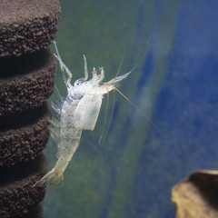 Caridina multidentata  Amano shrimp