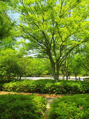 新緑の公園風景