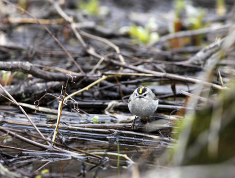 roitelet &agrave; couronne dor&eacute;e