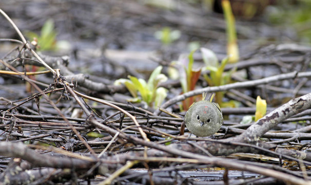 roitelet &agrave; couronne rubis
