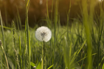 Dandelions in grass in the sunlight