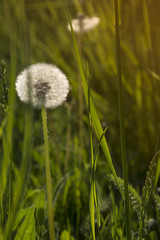 Dandelions in grass in the sunlight