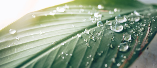 after rain in the morning ,leaf wet and beautiful 