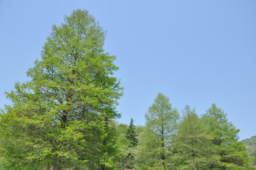 Fototapeta premium 気と空