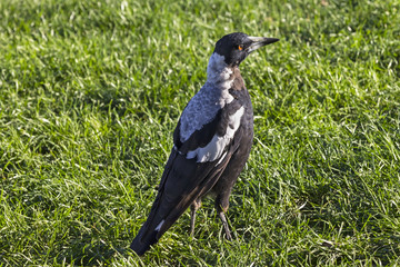 The Australian magpie is a medium-sized black and white passerine bird