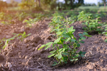 Peanut plants in field.