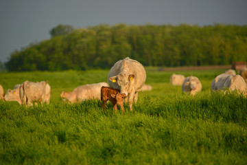 Cows and calf on the pasture © Creaturart