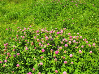 アカツメクサ咲く野原