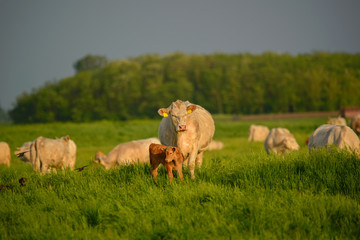 Cows and calf on the pasture