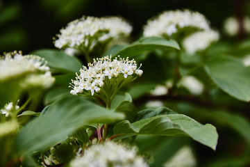 Dogwood (Cornus sanguinea) Blossom./Plant, Springtime, Common Dogwood, Blossom