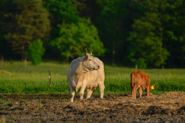 Cows and calf on the pasture