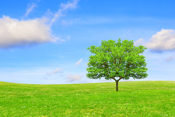 Fototapeta na wymiar Ecology concept. Tree, field and beautiful sky