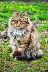 Obraz premium Yard cats. selective focus.