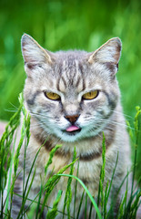 Yard cats. selective focus.