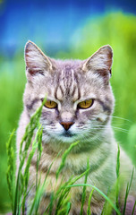 Obraz premium Yard cats. selective focus.