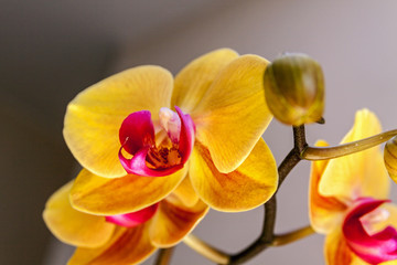 Obraz na płótnie Canvas Yellow orchid flower