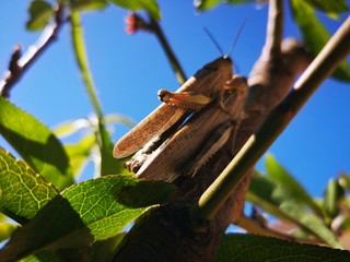 Saltamontes en melocotonero