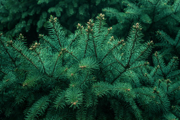 Pine branch tree texture background.nature christmas concepts