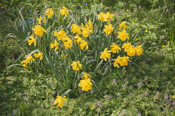 group of yellow daffodils