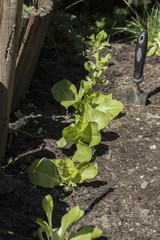Eingepflanzter Salat in der einer Reihe