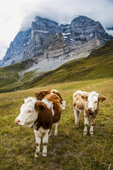 Fototapeta na wymiar Alpine cows grazing in a meadow in the Alps in Switzerland against the backdrop of the Alp