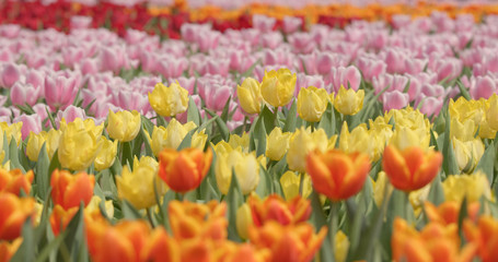 Colorful tulip farm