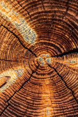 Annual rings. annual tree rings close-up