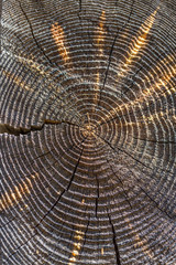 Cross section showing annual rings. annual tree rings
