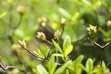 Buds of flowers blooming in the spring in the garden.