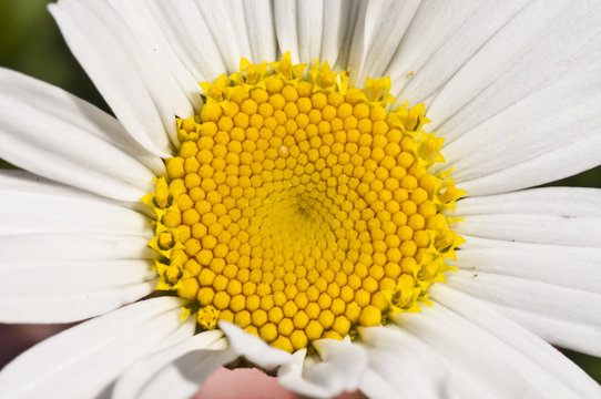 Yellow center of white flower. Spring flower, floral nectar.