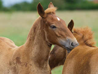 Fototapeta premium Two Foals
