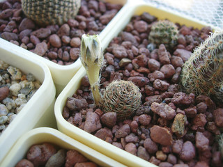 Miniature cactus Rebutia leucanthema WR305 with white flowers.
