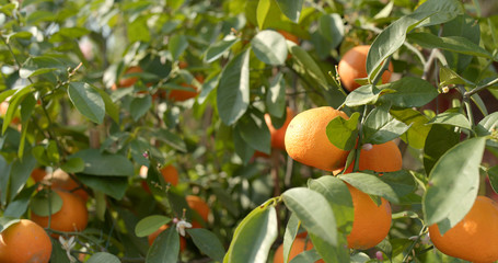 Tangerine tree under sunlight