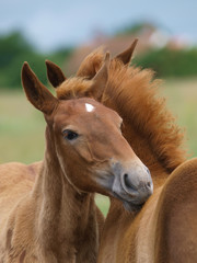 Obraz premium Two Foals