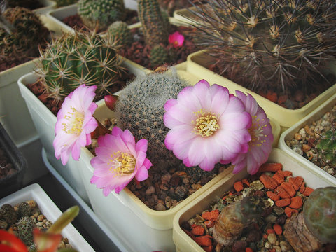 Rebutia Narvaecensis" Images  Browse 7 Stock Photos, Vectors, and Video |  Adobe Stock