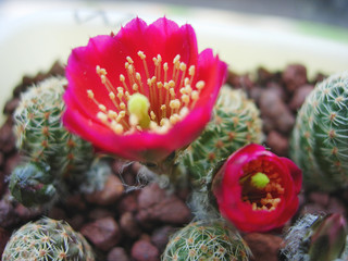 Miniature cactus Mediolobivia colorea FR1106a with flowers.